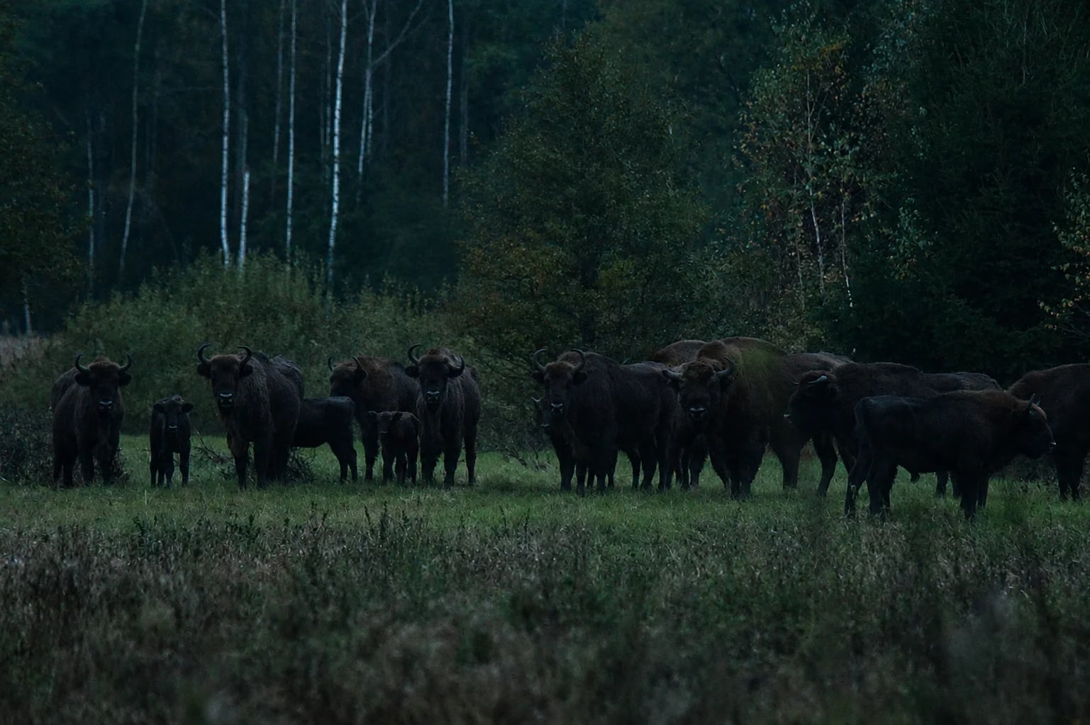 Bisons