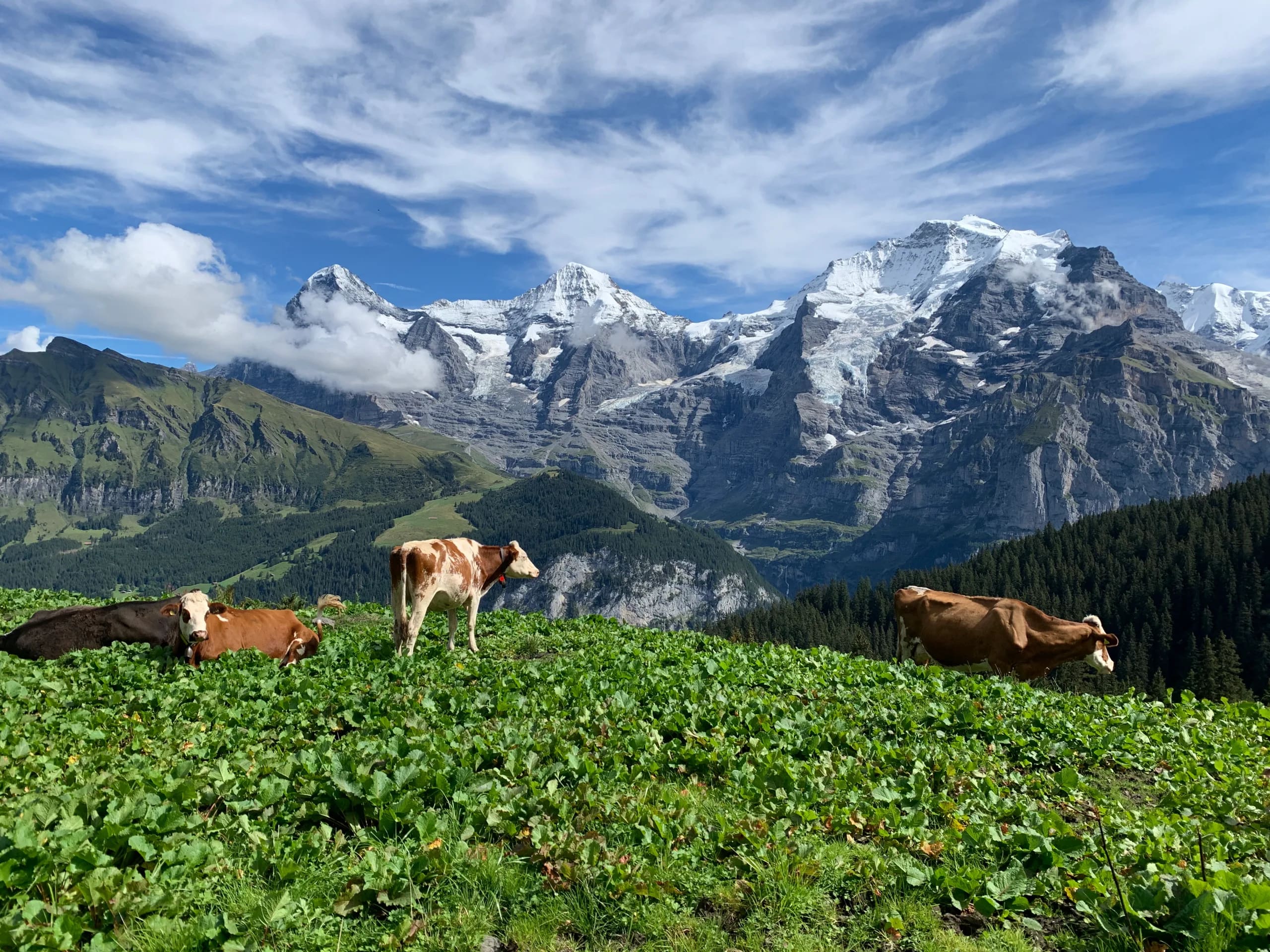 Ultimate Switzerland