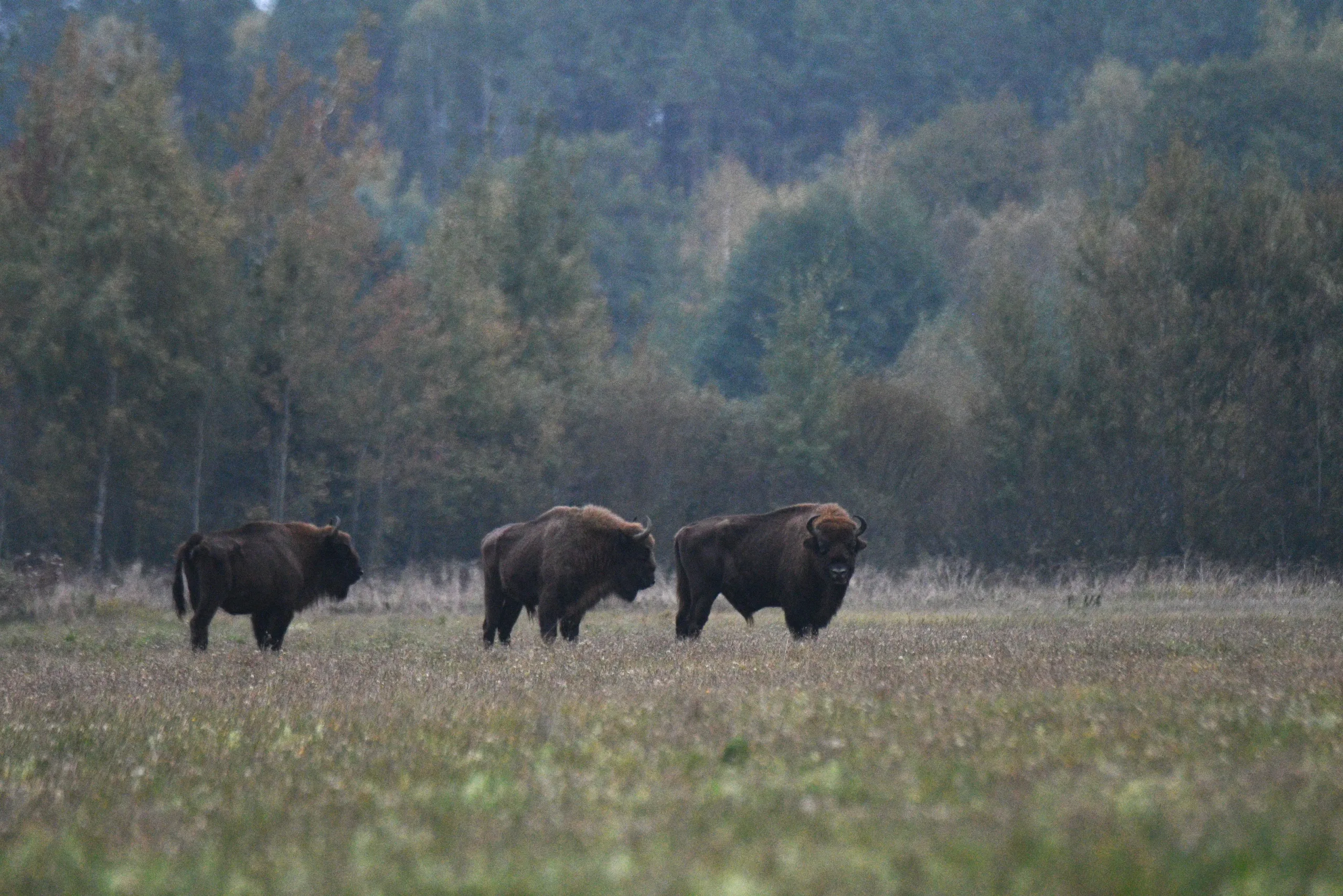 Białowieża Primeval Forest & European Bison Safari