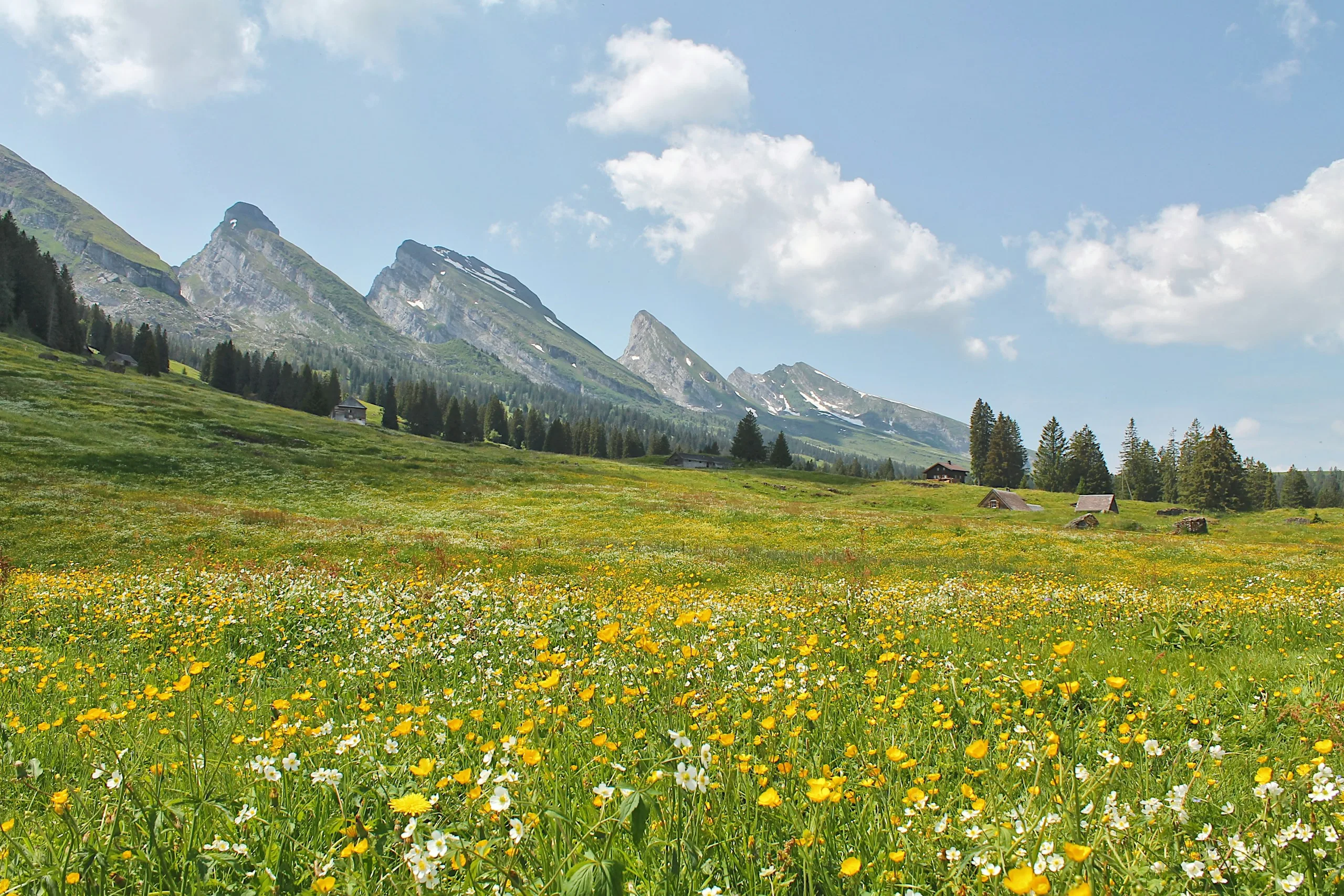An alpine meadow in full flower below snow-dusted peaks